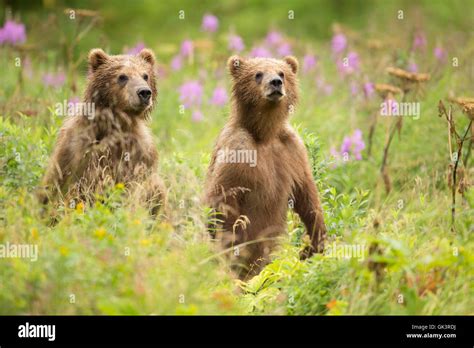 Kodiak Brown Bear cubs on Kodiak National Wildlife Refuge in Kodiak ...