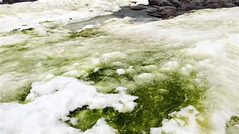 Climate change is turning Antarctica green with algae, study finds ...