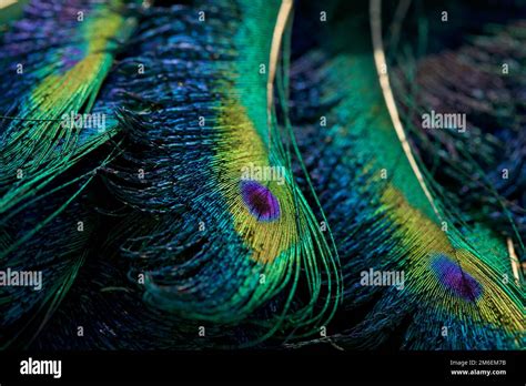 Feather. Peacock feather. Closeup of peafowl feathers Stock Photo - Alamy