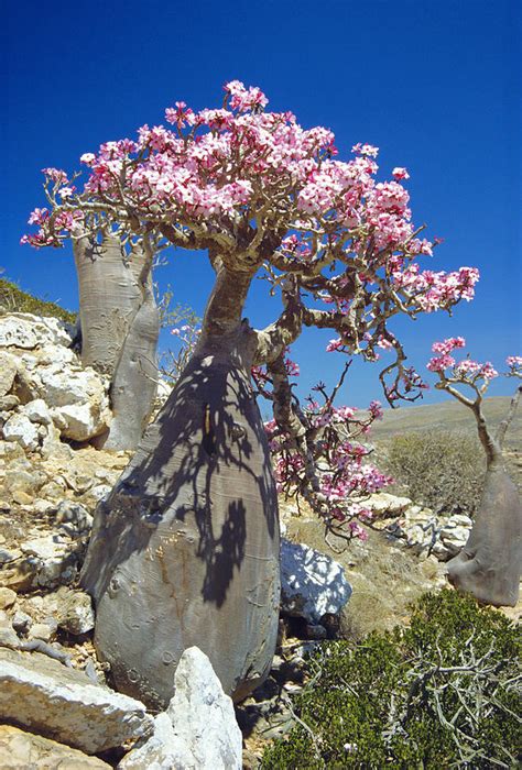 Desert Rose Tree Photograph by Diccon Alexander