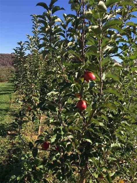 Pink Lady Apple Fruit Tree – Buy Online at Ladybird Nursery