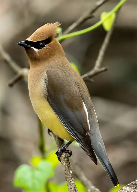 Cedar Waxwing Bird Animal - Free photo on Pixabay