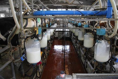 Dairy farm, milking cows — Stock Photo © branex #22699367