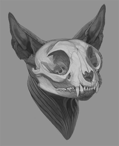 Anatomic Study - Sphynx cat's Skull on Behance Animal Skull Drawing ...