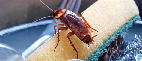 The Top Four Most Common Roaches In New York City - Wiki Point