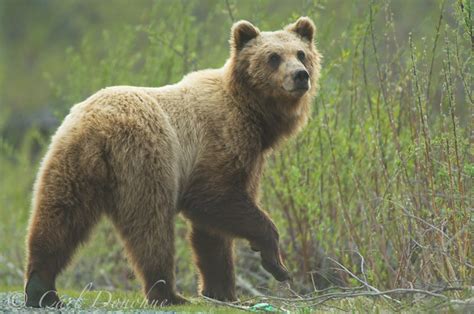 Wildlife Photos from Wrangell - St. Elias National Park and Preserve