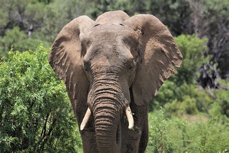 African Elephant Bull Thick - Free photo on Pixabay