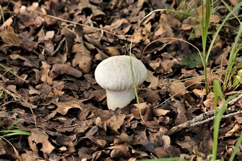 Common Puffball Mushroom In Leaves Free Stock Photo - Public Domain Pictures