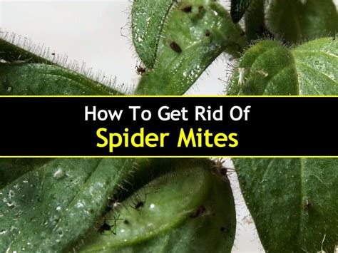 Details and Tips about Spider Mite Control