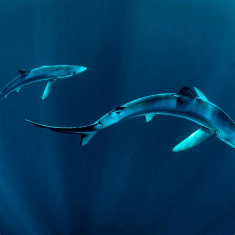 Deep Sea Blue Sharks Wall Art | Photography