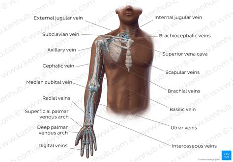 Superficial Veins Of Upper Limb Basilic Cephalic Veins Anatomy | The ...