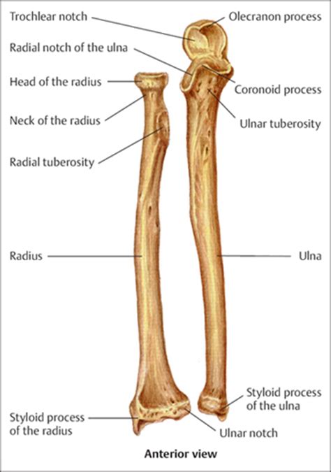 Ulnar Tuberosity