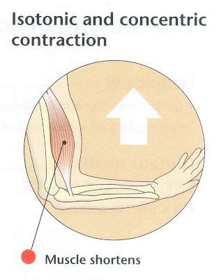 isotonic contraction: Isotonic contraction