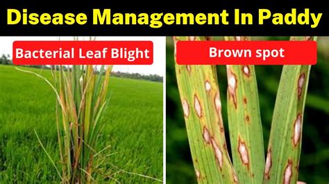 Bacterial leaf blight and Brown spot disease management in paddy ...