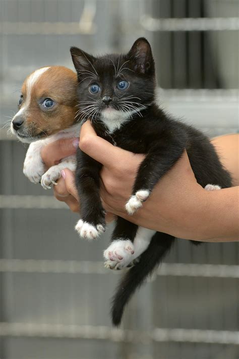 Abandoned puppy and kitten become best friends (12 pics) | Amazing ...