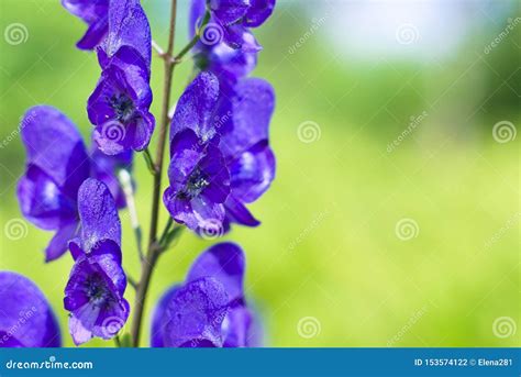 Blue Aconitum Flower in the Garden Stock Photo - Image of color, grow ...