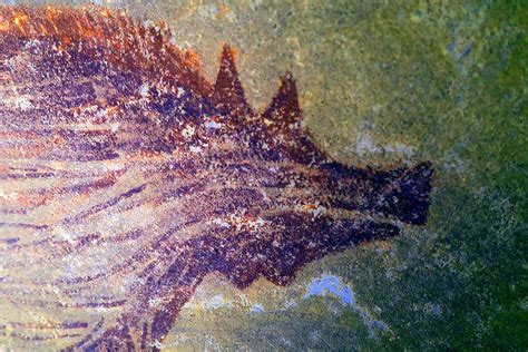 World’s oldest painting of animals discovered in an Indonesian cave | New Scientist
