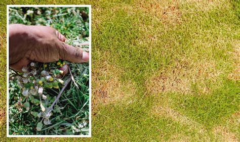 Lawn: Three ‘simple steps’ to protect the lawn through a drought ...