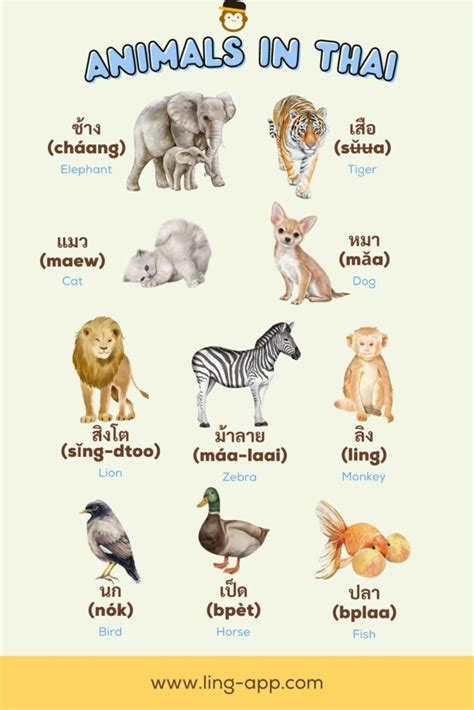 Thai Animals And Its Vocabulary - ling-app.com