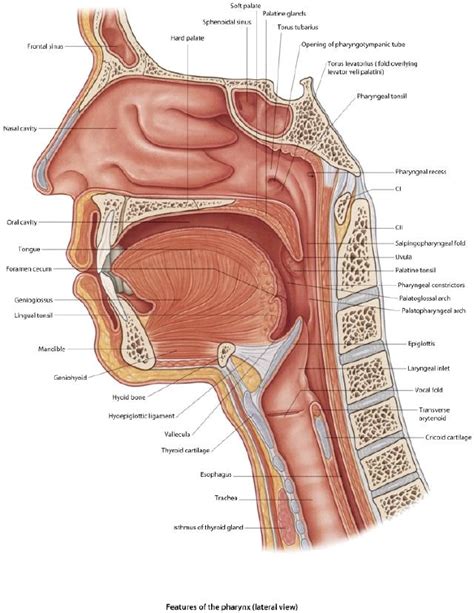 Laryngeal Inlet