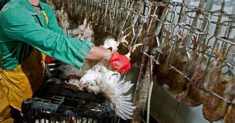 Prevalence of Stunning Methods in Broiler Chicken Slaughter in the United States