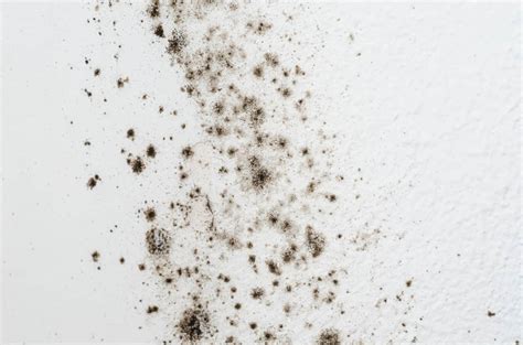 Black Mold Symptoms - How To Get Rid Of Black Mold | Apartment Therapy