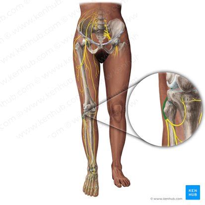 Common fibular (peroneal) nerve: origin, course, function | Kenhub