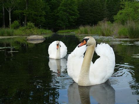 Ramapo Lookout: New Jersey Highlands: Water, Wildlife and Wilderness Face Development Threats