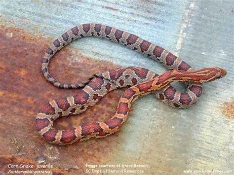 Juvenile Copperhead Snake Identification | www.galleryhip.com - The Hippest Pics