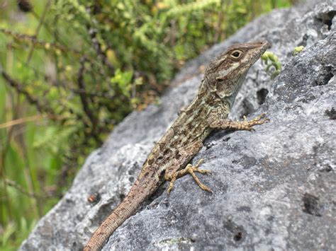 A Changing Climate – The Birth of Biophysical Ecology and Modern ...