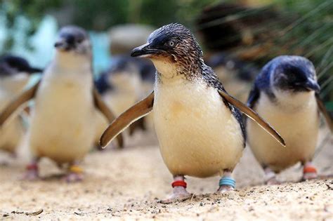 taronga zoo, Australia http://www.carltonleisure.com/travel/flights/australia/ | Forest scenery ...