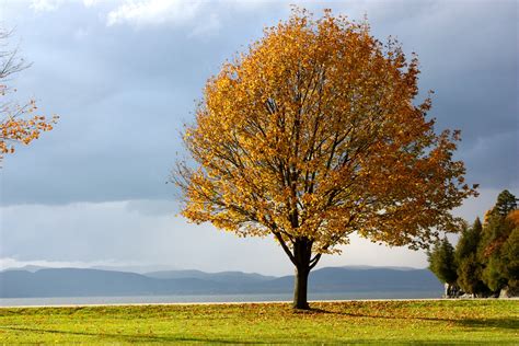 Thanksgiving Weather Forecast 2016 | The Old Farmer's Almanac