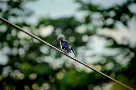 How Do Hummingbirds Migrate Such Long Distances? - Hummingbird Paradise