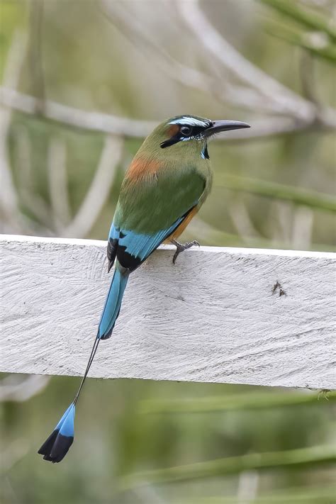 Turquoise-browed motmot - Wikiwand