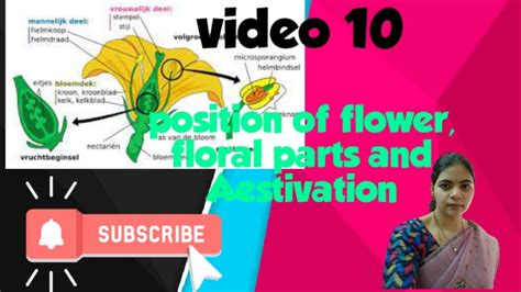 Morphology of flowering plants l Position of flower on thalamus,Parts ...