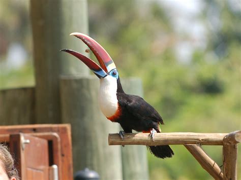 The Online Zoo - White-throated Toucan