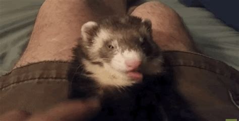 Ferret GIF - Find & Share on GIPHY