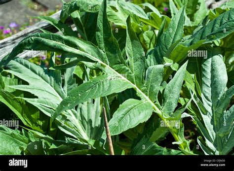 Asteraceae leaves hi-res stock photography and images - Alamy