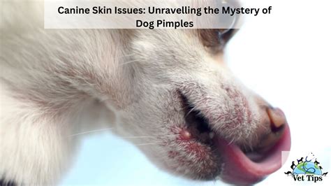 Canine Skin Issues: Unravelling the Mystery of Dog Pimples - Vet Tips