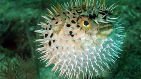 Pufferfish Facts: Nature’s Deadliest | Science Facts