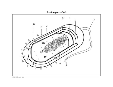 Prokaryotic Cell Diagram | Quizlet