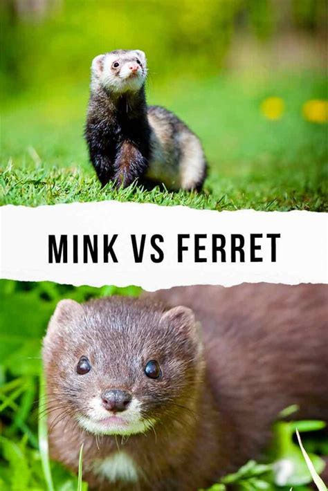 Mink vs Ferret - A Closer Look At The Differences And Similarities