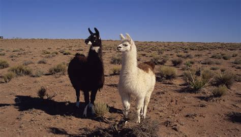 Animals in the Tropical Desert | Sciencing