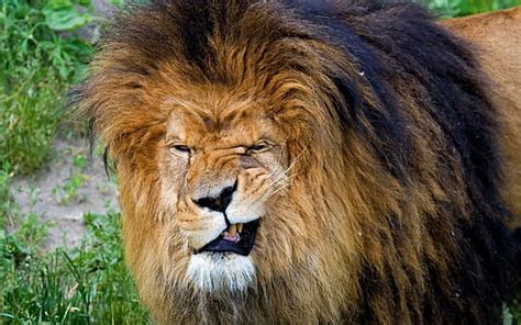 HD wallpaper: male lion, face, mane, predator, lion - Feline, wildlife, safari Animals ...