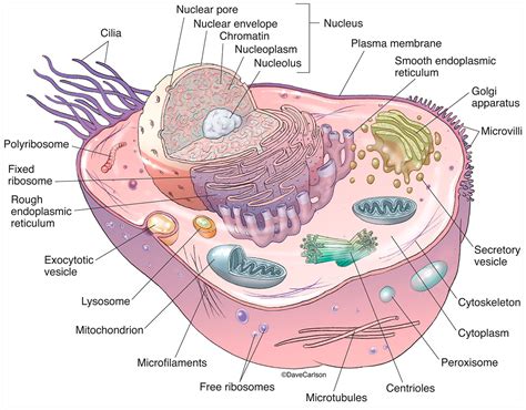 Animal Cell Structure