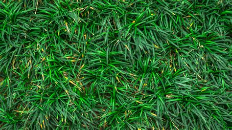 Download Wallpaper 3840x2160 Green grass close-up, ground UHD 4K Background