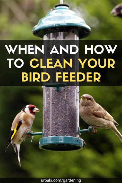 When and How to Clean Your Bird Feeder | Bird feeders, Backyard birds feeders, Feeder