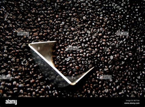 coffee beans in Vietnam Stock Photo - Alamy