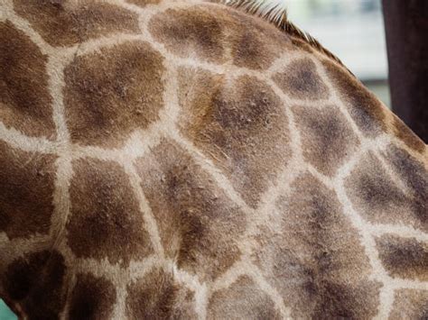 Giraffe Print Pictures, Images and Stock Photos - iStock