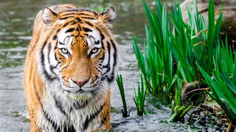 3840x2160 Bengali Tiger 4k 4K ,HD 4k Wallpapers,Images,Backgrounds ...